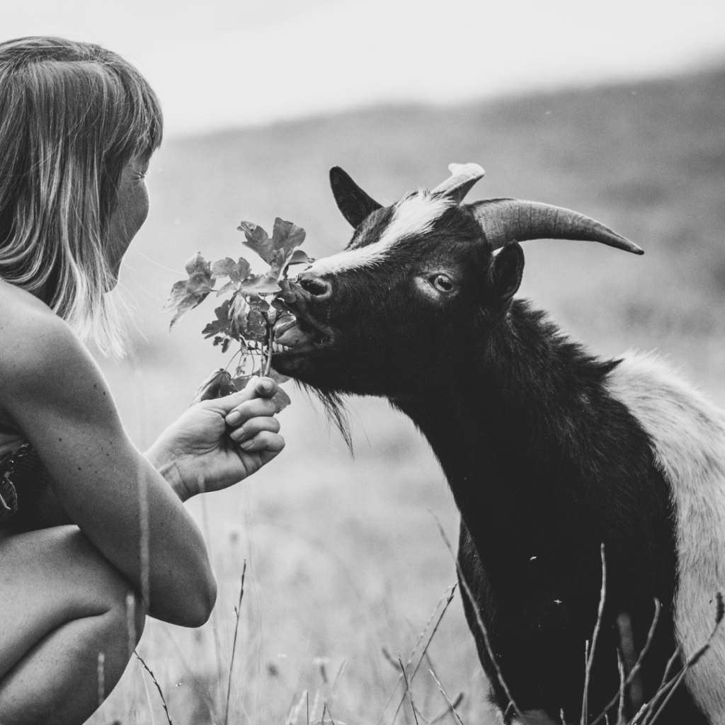 A black and white photo of a human who is squatting in a field and feeding a small plant to a goat with horns. 