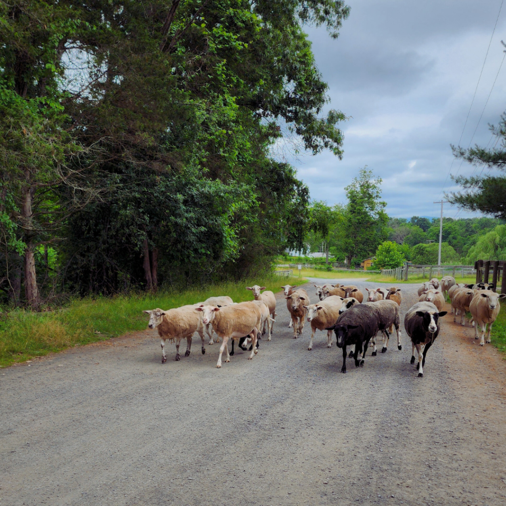 A photo of a herd of sheep walking down a gravel-paved road in the direction of the camera. There are trees on the left and a fence in the background.