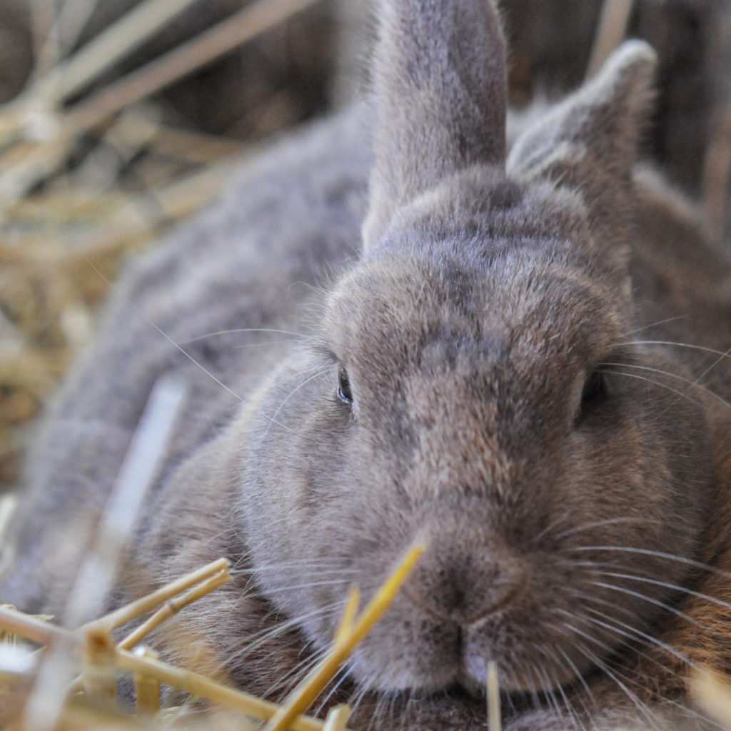 A close-up photo of a grey and light brown rabbit who is lying is a bed of straw. They are looking towards the camera with their ears back.