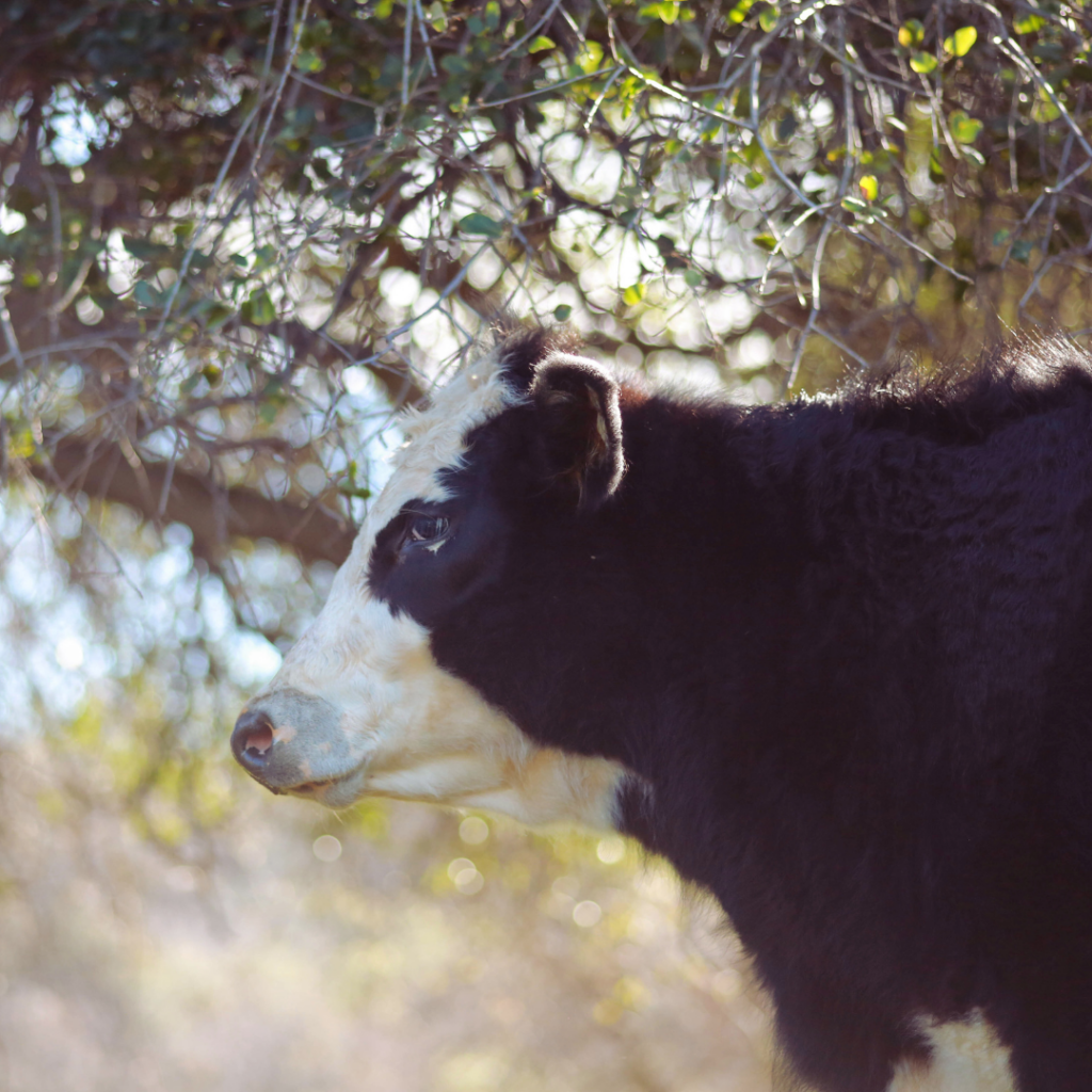 A profile photo of a black and white cow. There are tree branches in the background.