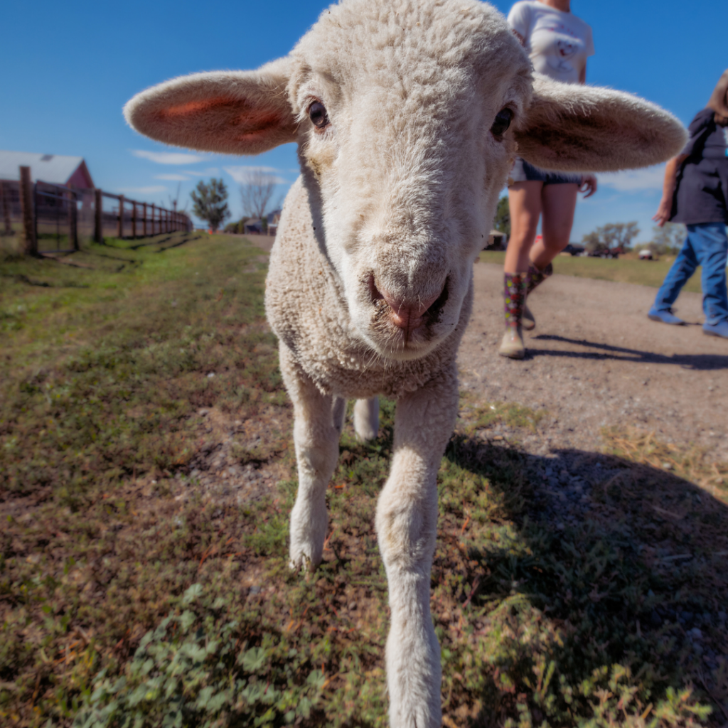 A photo of a lamb walking towards the camera. There are other humans in the background walking in the direction of the camera as well. There is grass on the left and gravel on the right. There is also a fence on the left and a barn in the background.