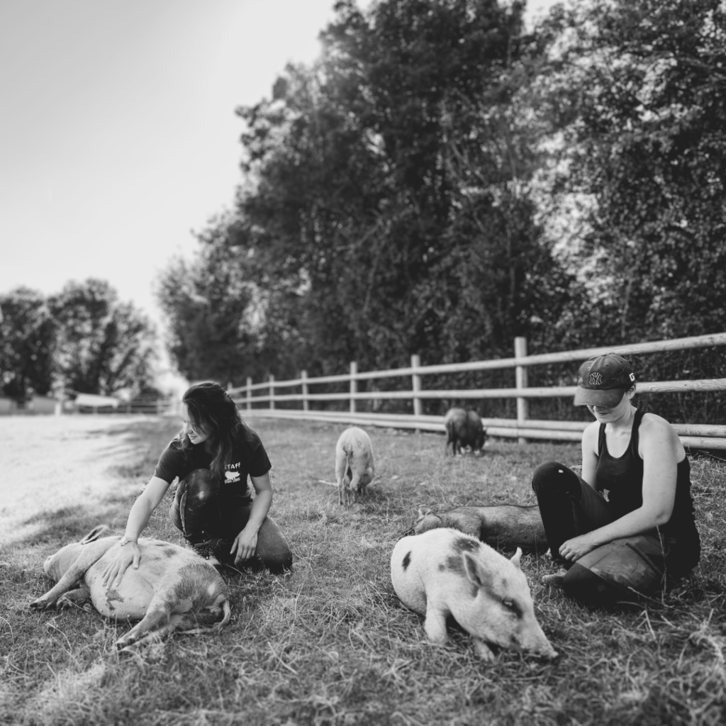 A black and white photo of two humans who are kneeling down in a field rubbing the bellies of two medium-sized pigs. There are two other pigs in the background rooting in the field. There is a fence and trees in the background as well.