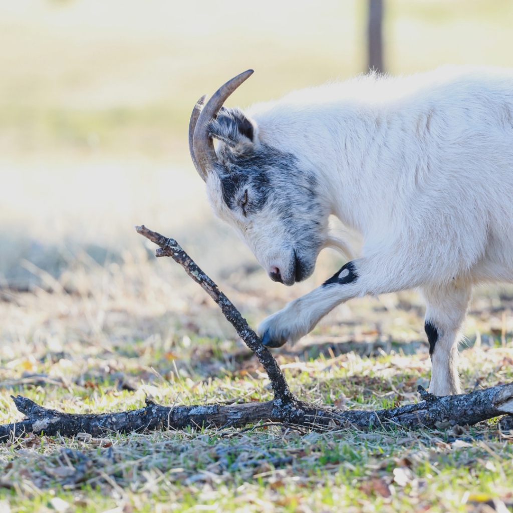 A photo of a white and gray goat with horns who is pawing at a tree branch on the ground. 