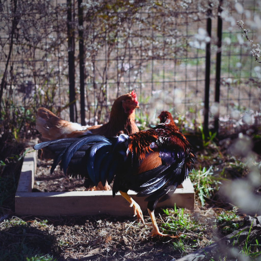 A photo of two chickens, one orange, and the other orange and blue. They are inside a chicken run and looking towards one another.