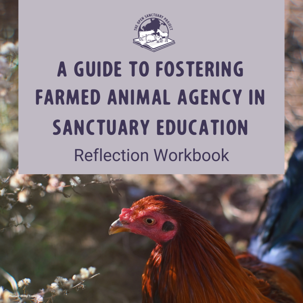 This is the cover of a workbook that contain reflective questions for readers to contemplate as they read through A Guide to Fostering Farmed Animal Agency in Sanctuary Education. At the top of the image, there is a gray text box with dark blue letters that say "A Guide to Fostering Farmed Animal Agency in Sanctuary Education Reflection Workbook". At the top of the text box, there is the Open Sanctuary Project logo, which is a group of farmed animals standing on top of an open book that is set in front of a globe. Underneath the text box, there is a photograph of a red rooster looking at some white flowers.