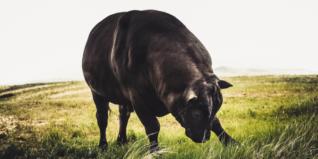 A blackish brown bull paws the ground with their head lowered. They are standing in a green pasture.