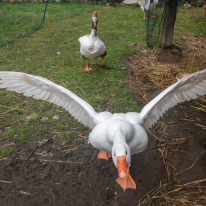 A white goose spreads their wings and runs at the person holding the camera with their beak outstritched.