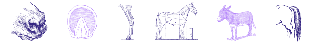 A banner consisting of individual diagrams of parts of the equine body such as the muzzle, the leg, the hoof, a whole horse, a while donkey, and a horses tail stretch across the page. They are in color deep blue and lavender.