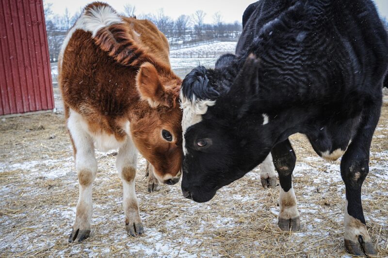 A brown and white cow presses their head against a larger black and white cow.