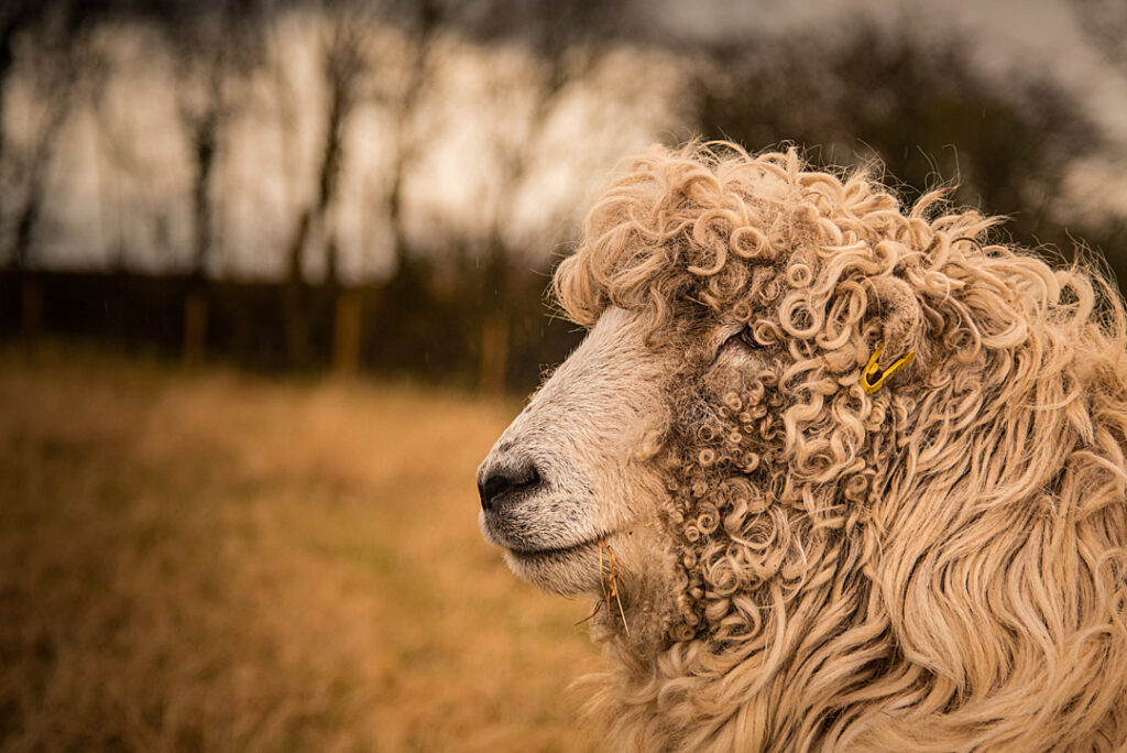 A close-up profile photograph of a white sheep. 