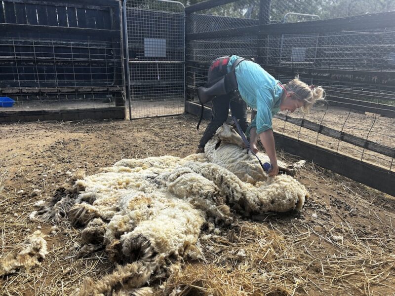 A shearer bends over to shear a sheep they have restrained on their side. A large piece of wool extends behind the sheep.