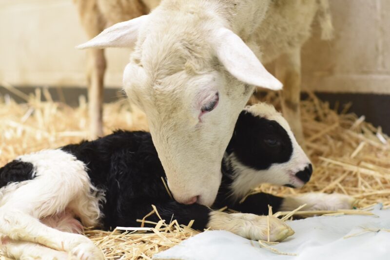 A  white sheep reaches her head down to clean her newborn lamb.