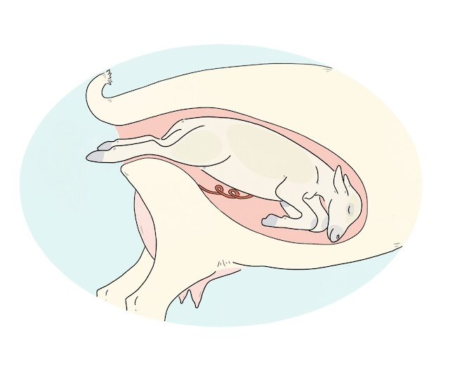 Illustration of a small ruminant's uterus and back end with the baby's back legs being delivered first.