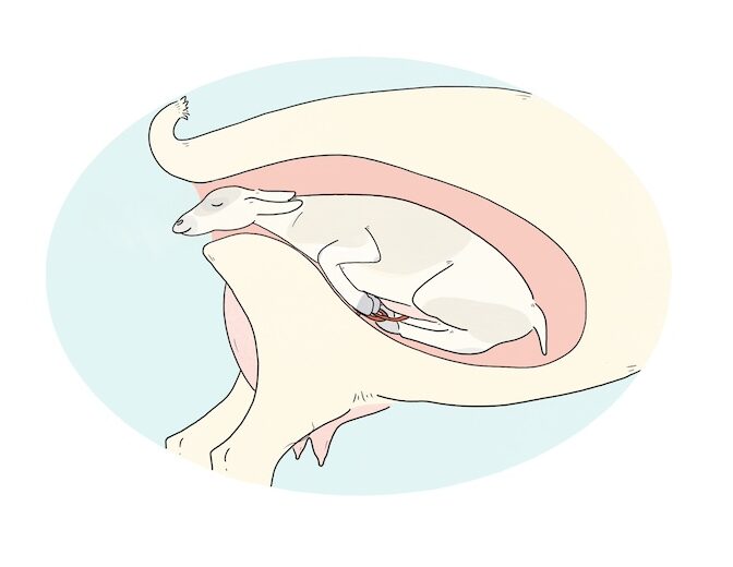 Illustration of a small ruminant's uterus and back end with the baby's face emerging. Both legs are tucked under them.