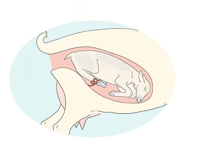 Illustration of a small ruminant's uterus and back end with the baby position backward and with their back legs tucked under them.