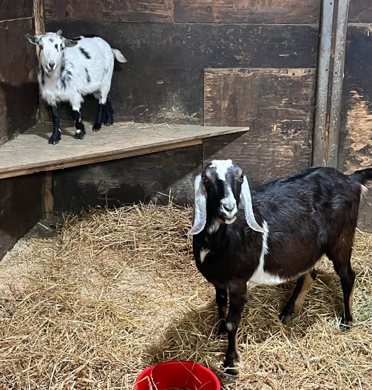 A small white goat with black patches and a tall brown goat look at the camera.