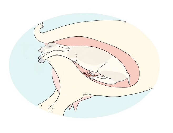 Illustration of a small ruminant's uterus and back end with the baby's nose and front feet emerging. The baby's elbows are stuck behind their mother's pelvis.