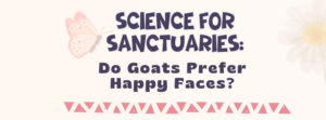 A light pink header reads: "Science For Sanctuaries: Do Goats Prefer Happy Faces?". To one side their is a graphic of a faded white daisy with a yellow center. To the other side is a faded graphic of a pink and deep blue butterfly.