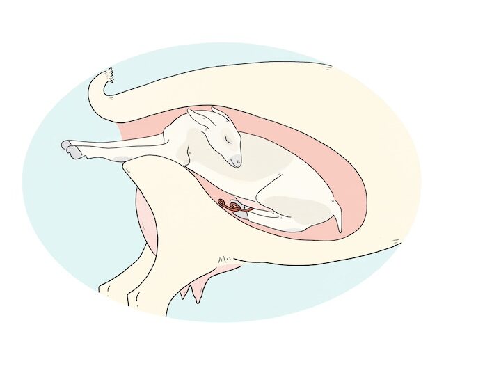 Illustration of a small ruminant's uterus and back end with the baby's front legs emerging. Their head is tucked back.