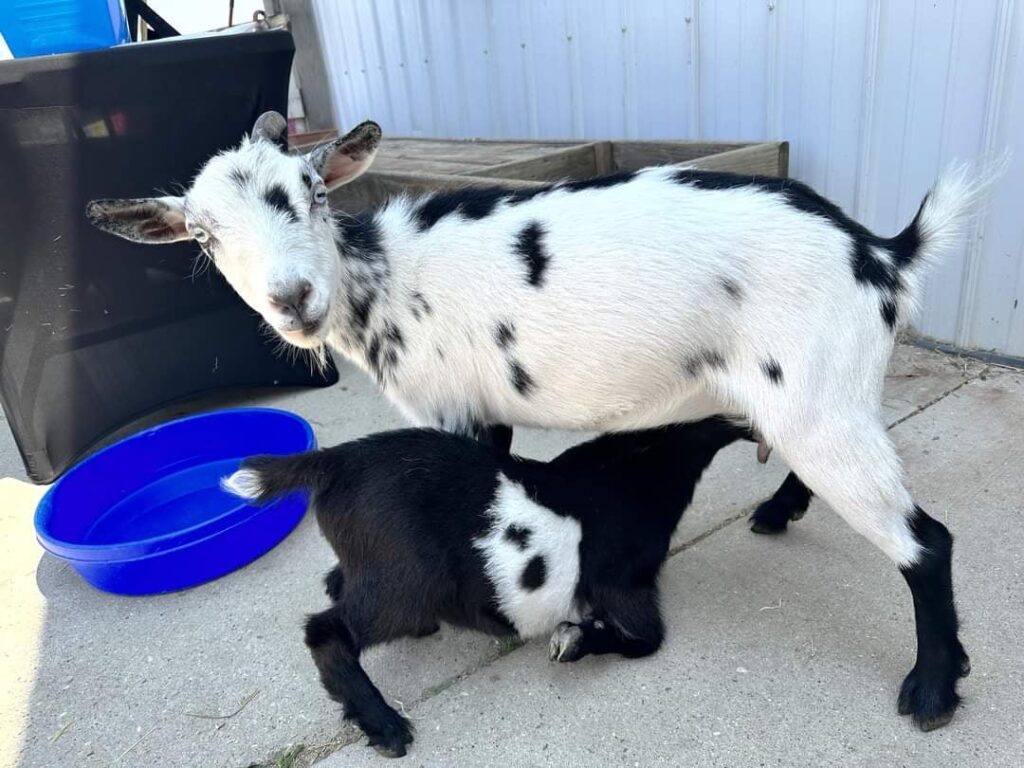 A small, mostly black goat kid nurses from a larger mostly white goat.