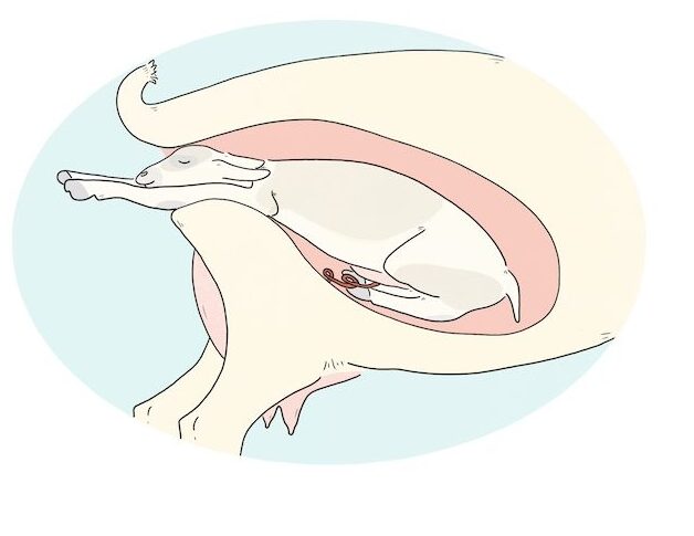 Illustration of a small ruminant's uterus and back end with the baby's front legs and head emerging.