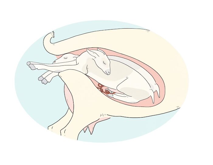 Illustration of a small ruminant's uterus and back end with the front legs of two babies emerging at once. 