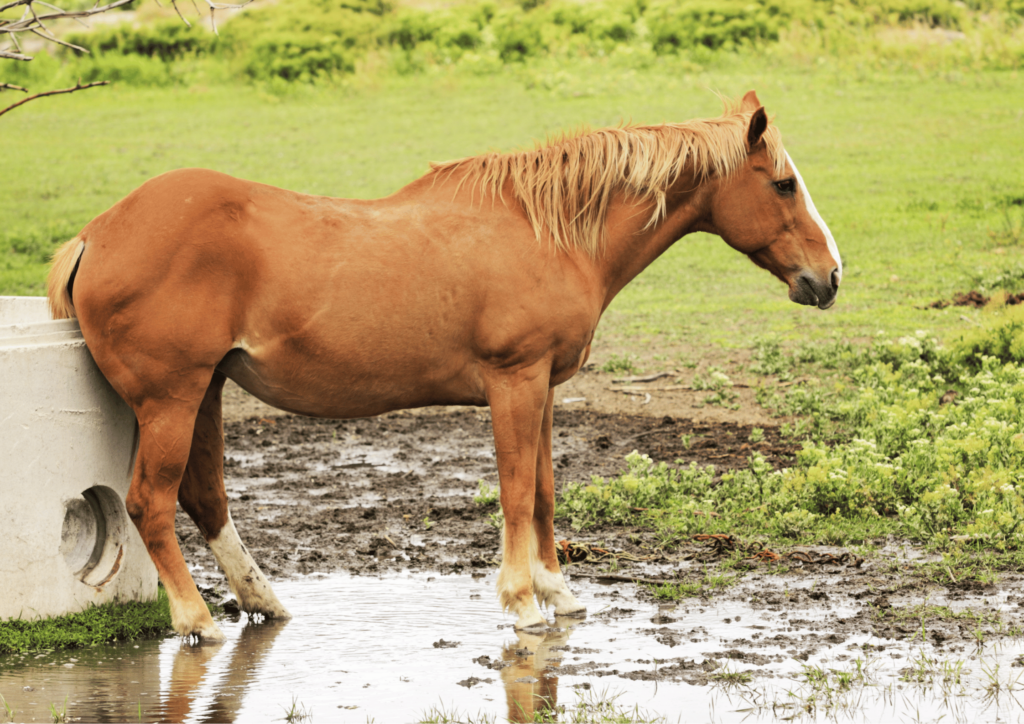 A horse of chestnut coloring stands in a mud puddle and rubs their backside against a cement water trough.