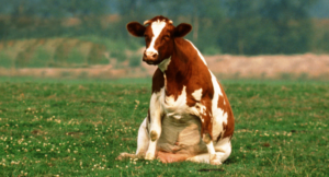 A red and white cow sits in a dog-like position in a green pasture.