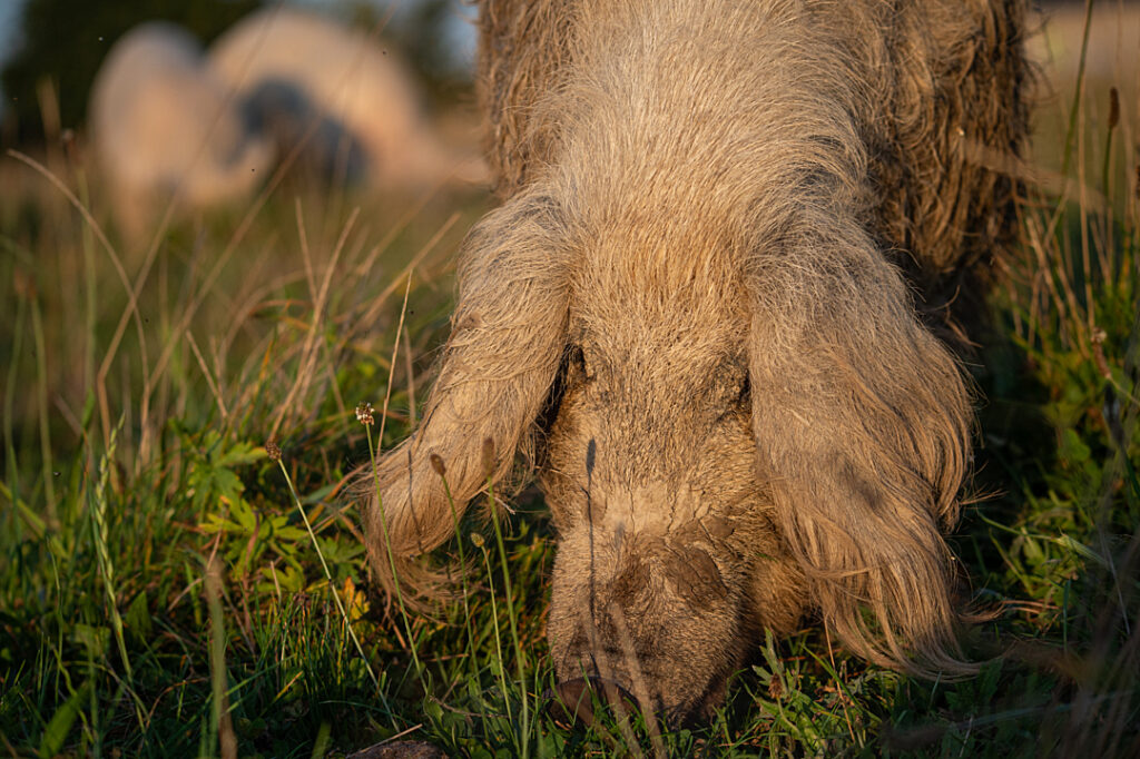 A pig grazes in the foreground with two other pigs out of focus in the background.