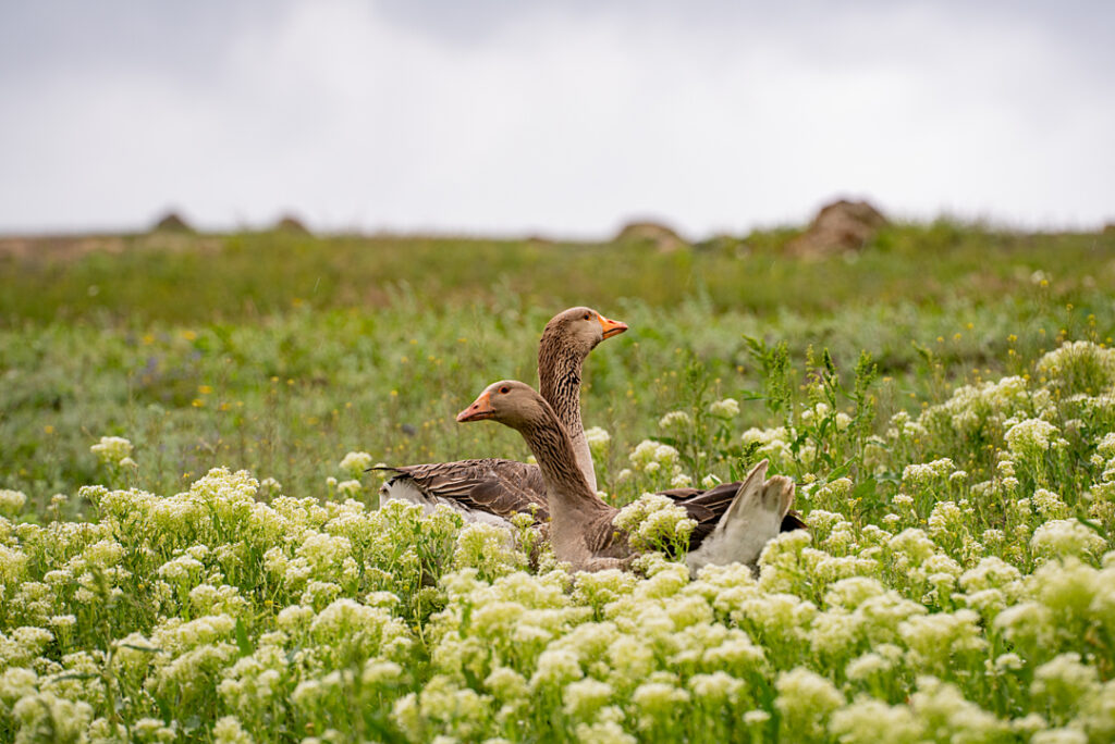 A photograph of two grey geese in a green field of white flowe