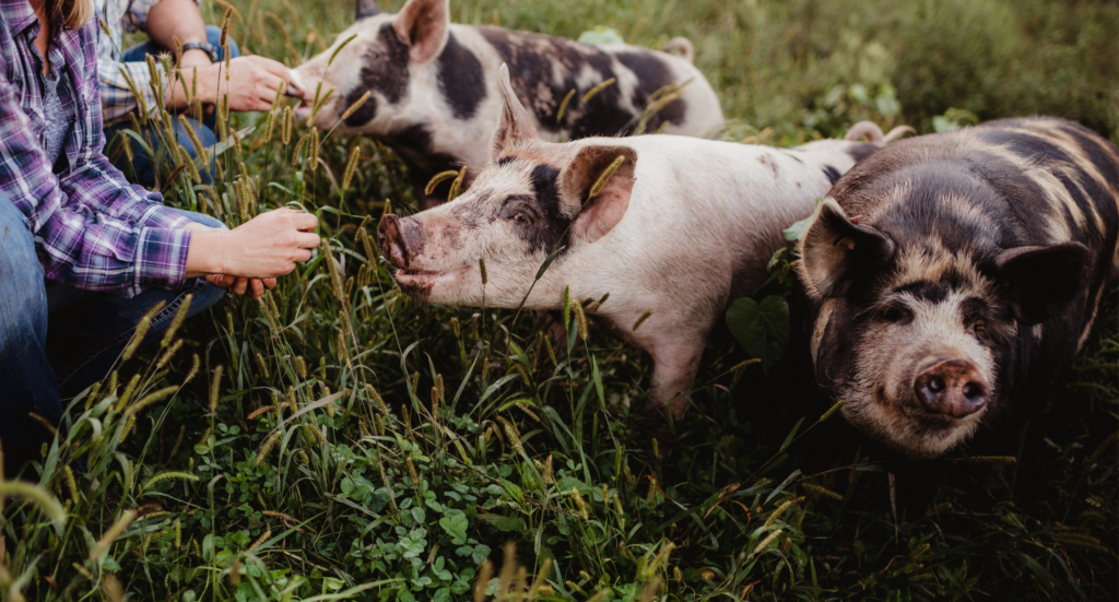 Three black and white spotted pigs stand in tall, green grass eat treats from human hands.