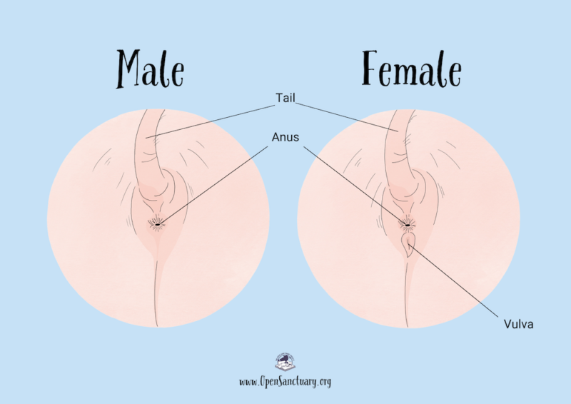 Side by side illustrations of the area under a pig's tail showing the difference between males and females. The male image (on left) shows that under the tail is the anus and nothing else. The female image (on right) shows that under the tail is the anus, and under the anus, is the vulva.