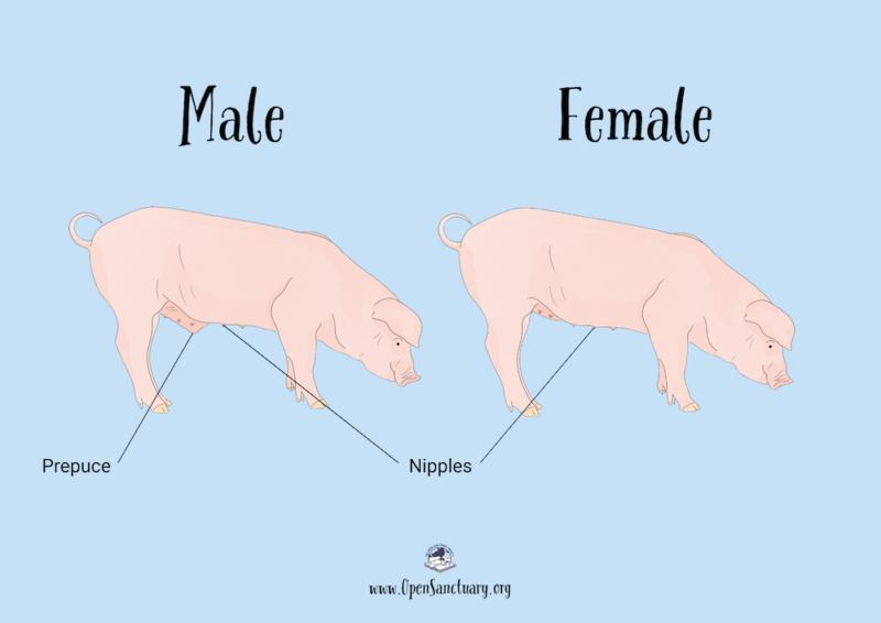 Side by side images showing the side view of males and females. The male image (on left) shows that the pig has numerous nipples and a distended area on the belly, which is the prepuce. The female image (on right) show that the pig has numerous nipples, but no distended area on the belly.