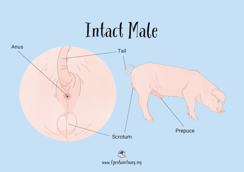 On the left is a close up rear view of an intact male pig, showing the scrotum a bit below the anus. On the right is a side view of an intact male pig showing the distension of the scroum on their rear.