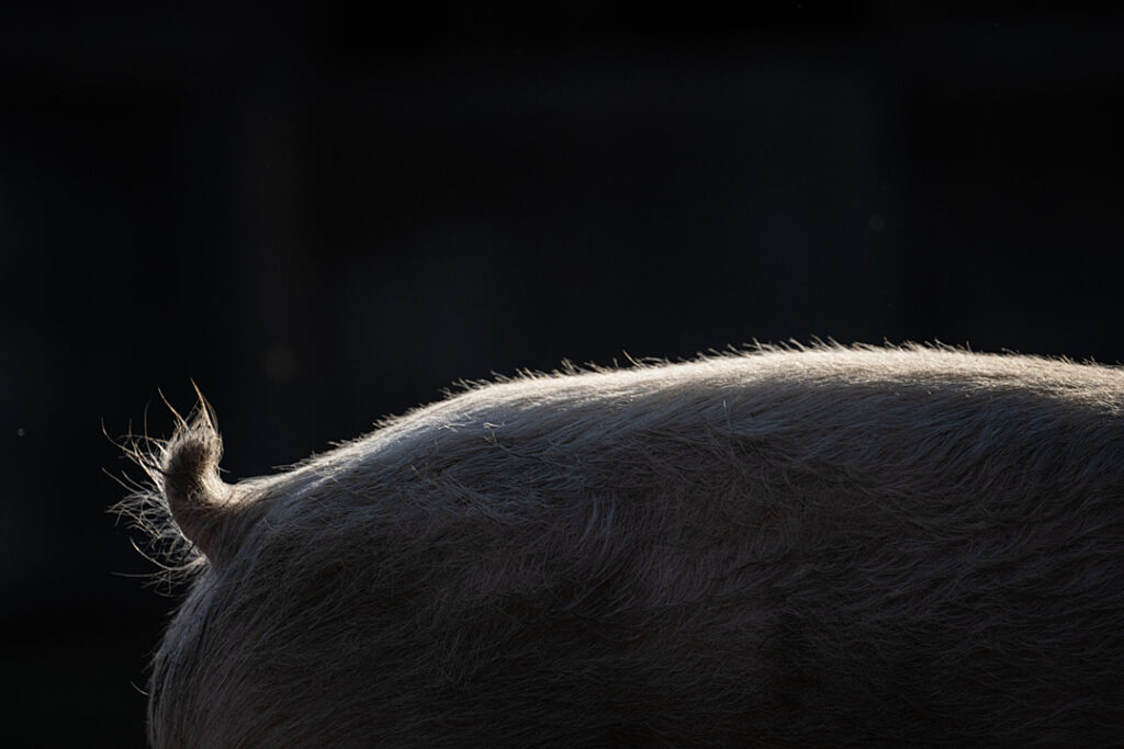 Silhouette of a pig's back and docked tail.