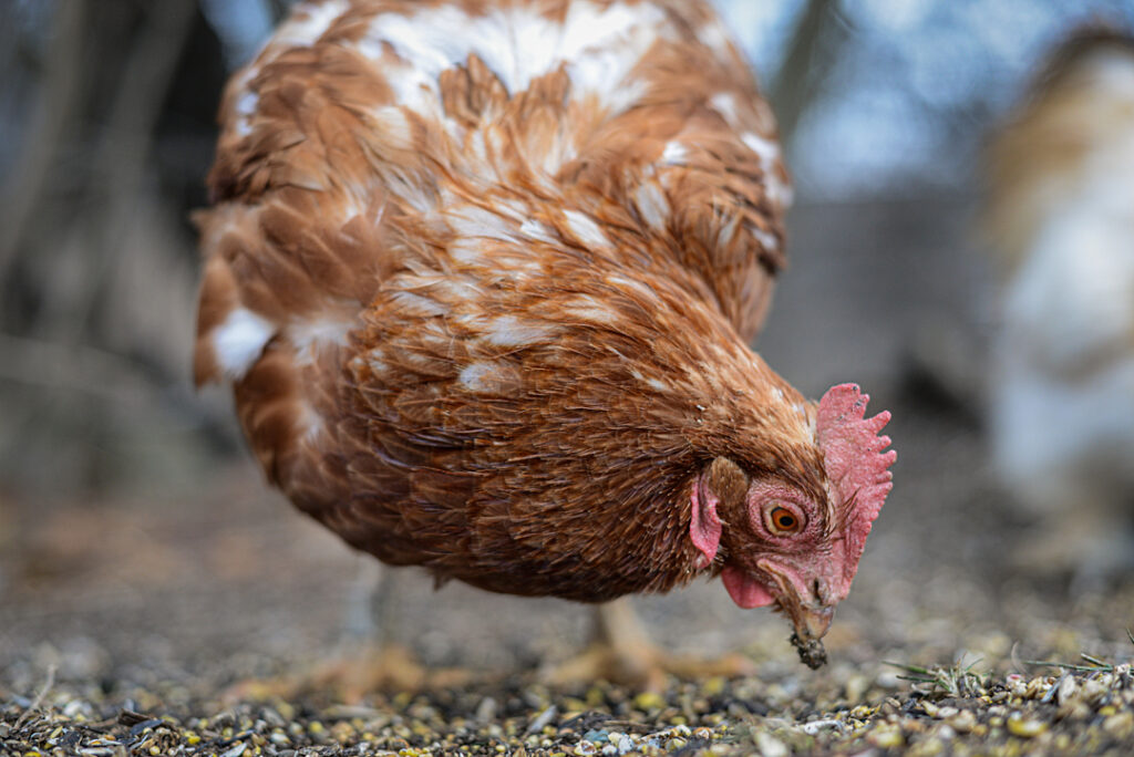 A red hen pecks in the dirt.