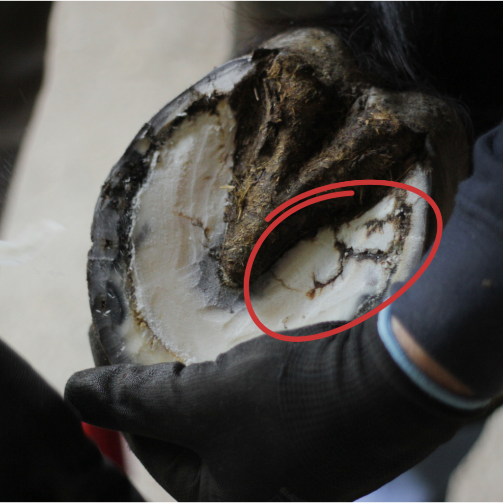 A gloved hand holds a horses hoof. There are noticeable cracks in the sole.