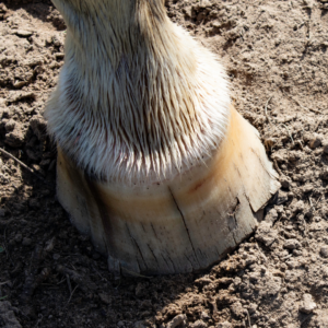 A close up of a horse's overgrown, cracked hoof in the dirt.
