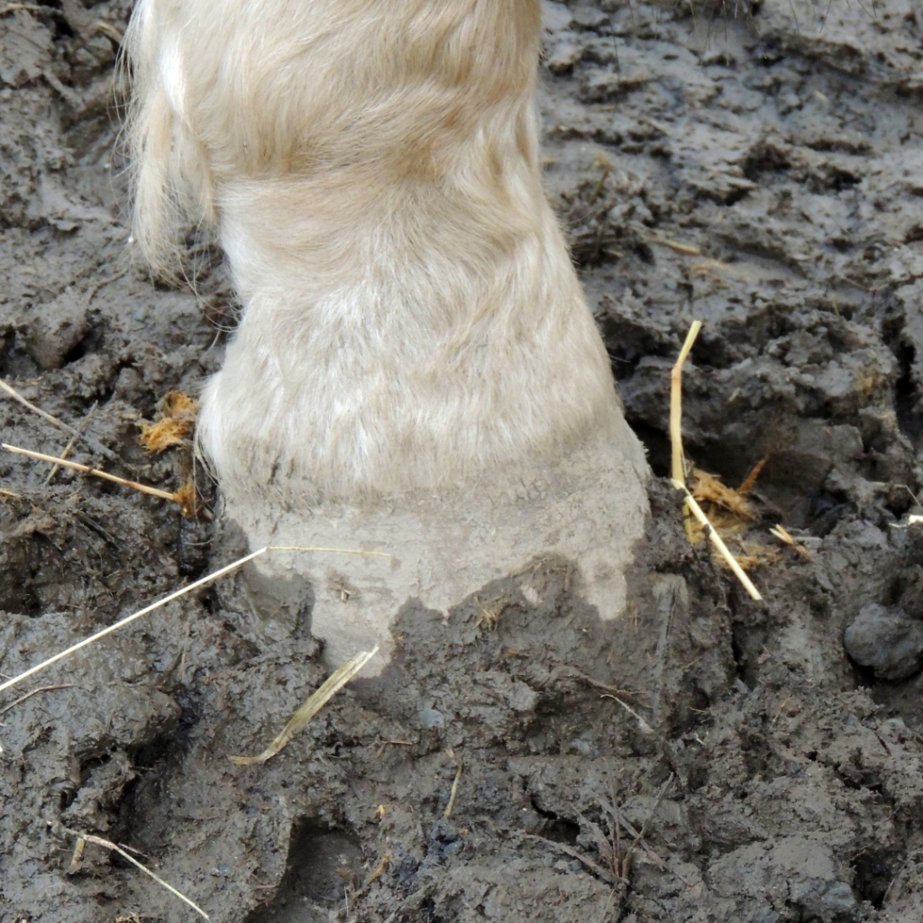 A close up of a white horse's leg, the hoof covered by mud.