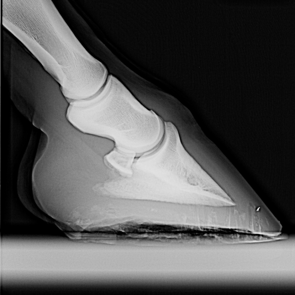 A close up of an x-ray of a horses hoof.