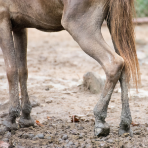 A close-up of a grey-brown horse standing in the dirt and lifting back leg.