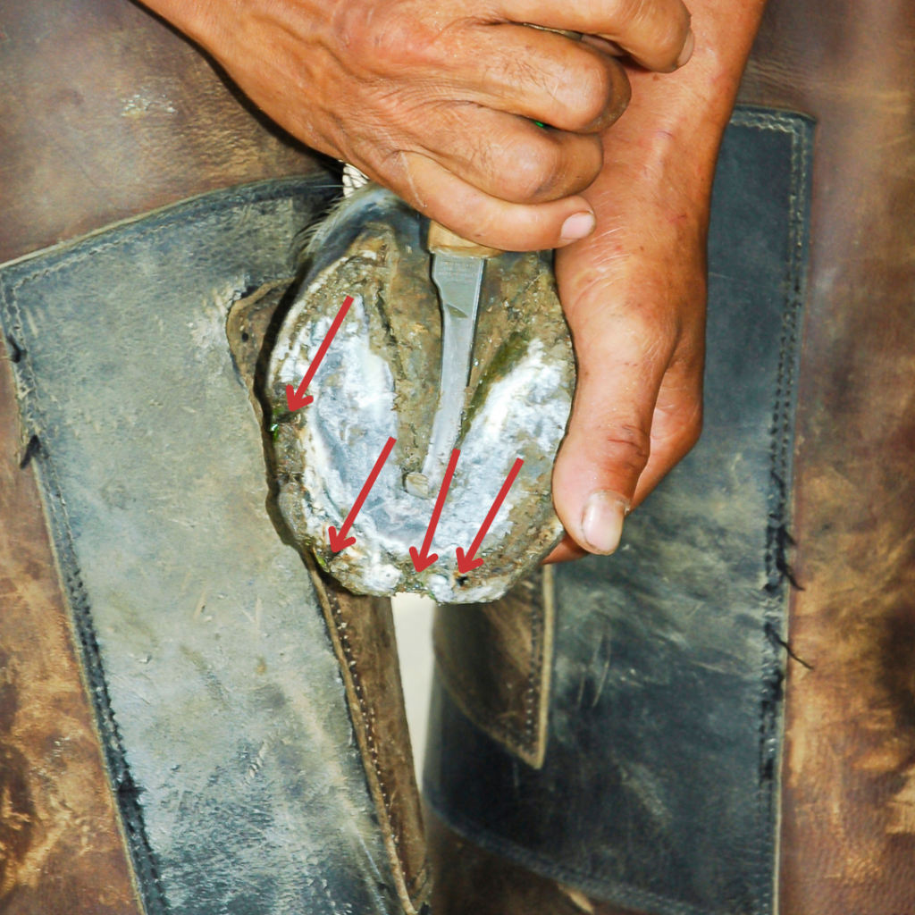 A farrier holds up a horse's hoof that shows broken and missing hoof wall.