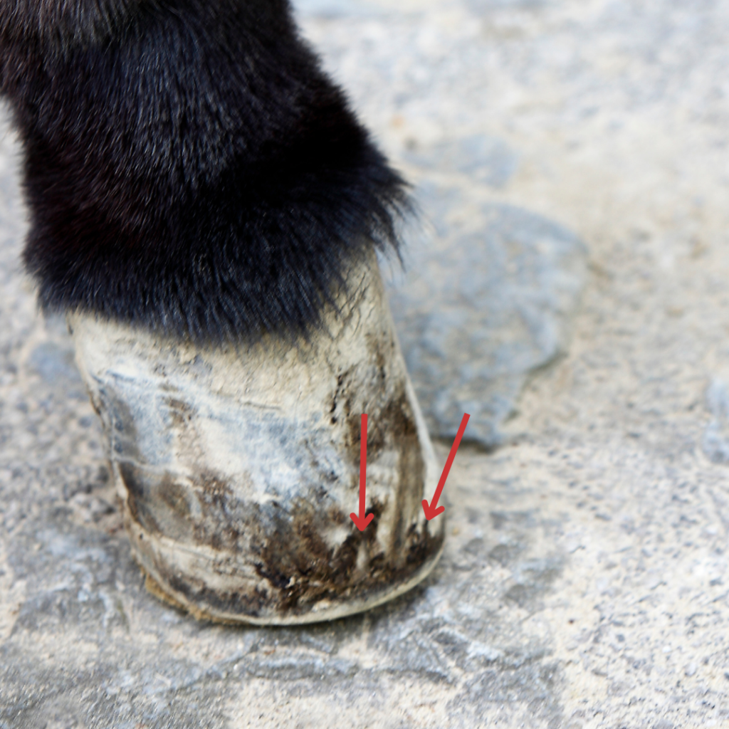 A donkey's shod hoof has parts of their hoof wall wall missing.