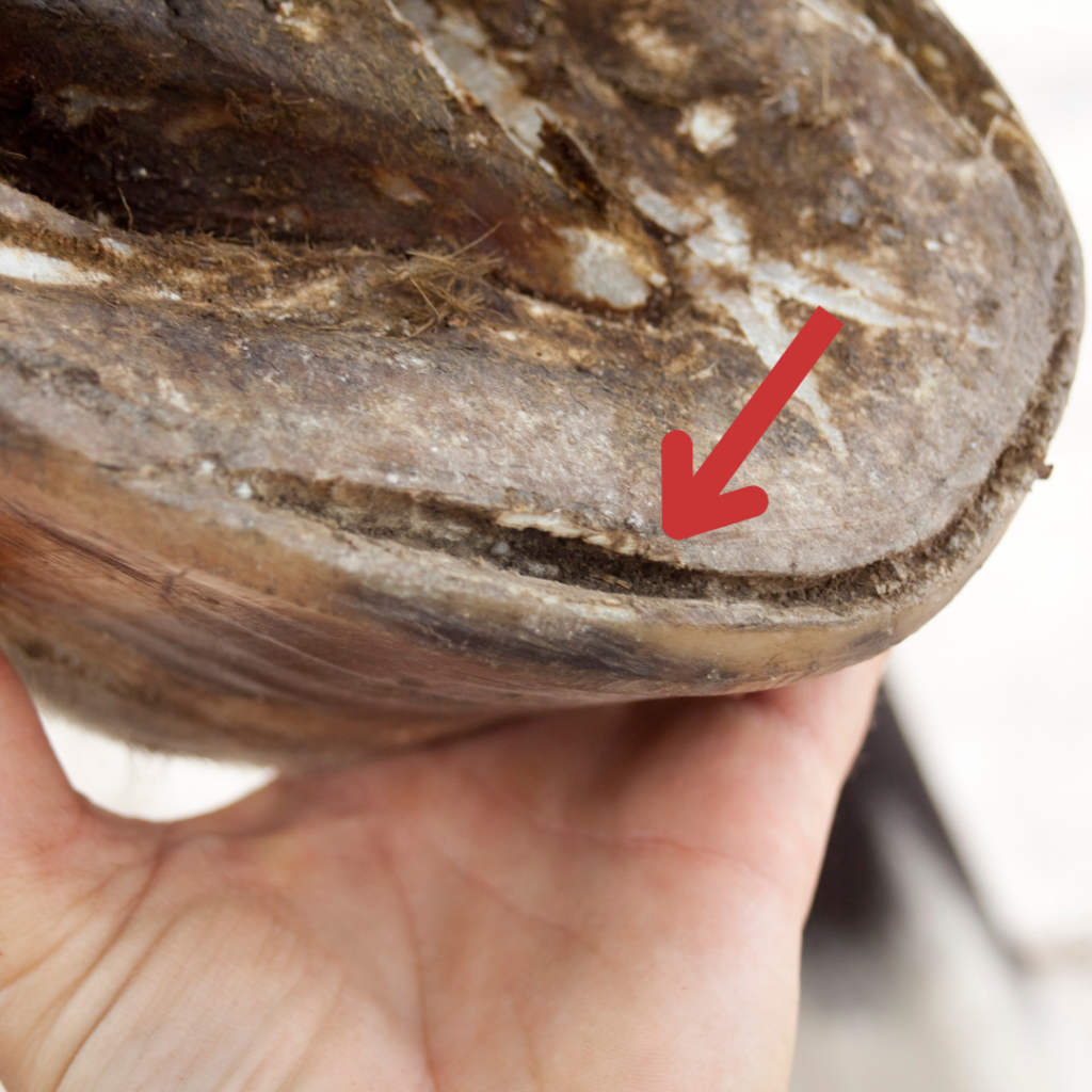 A person holding up a horse's hoof with clear evidence of white line disease.