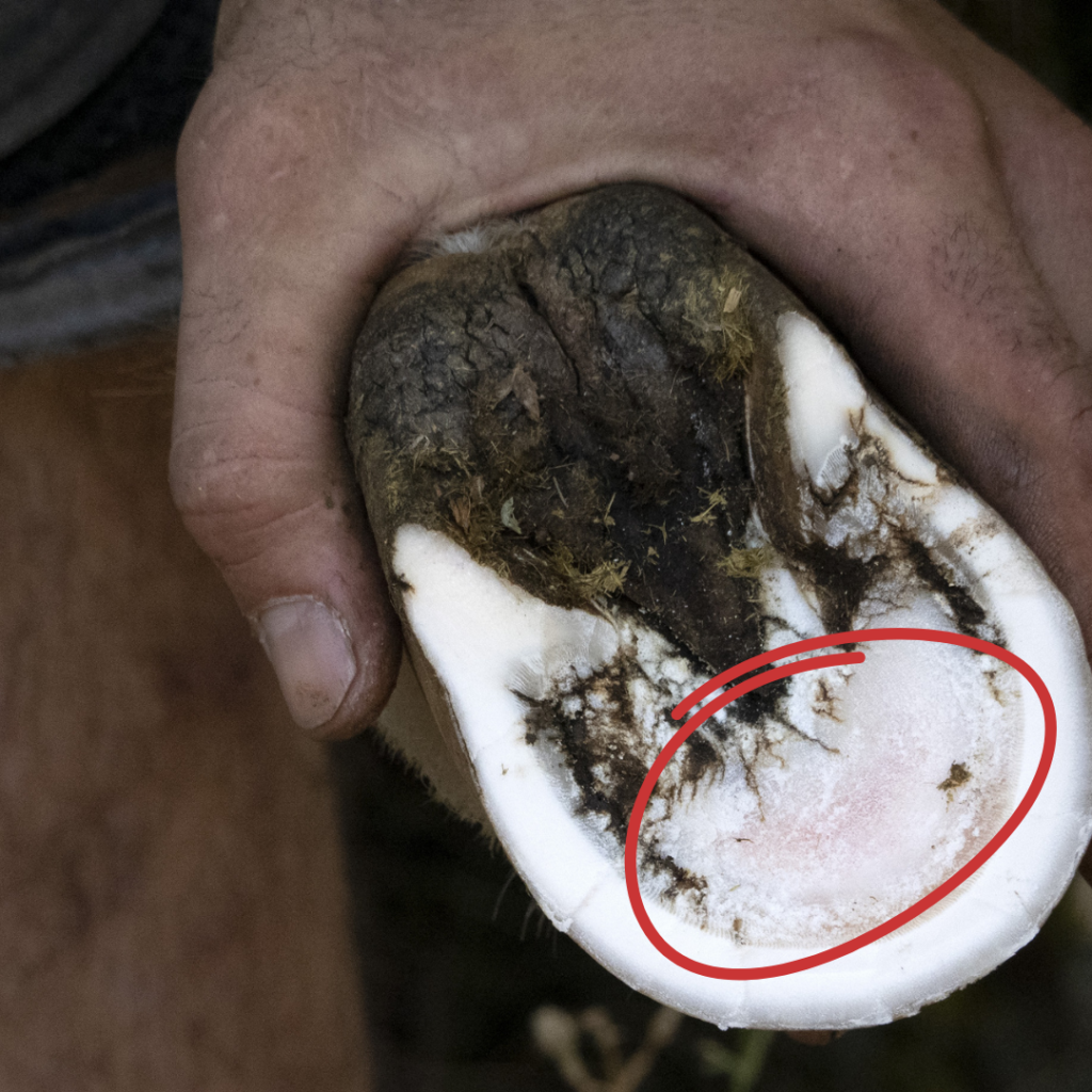 A close up of a human hand holding a donkey's trimmed hoof. The hoof shows a tender pink spot.
