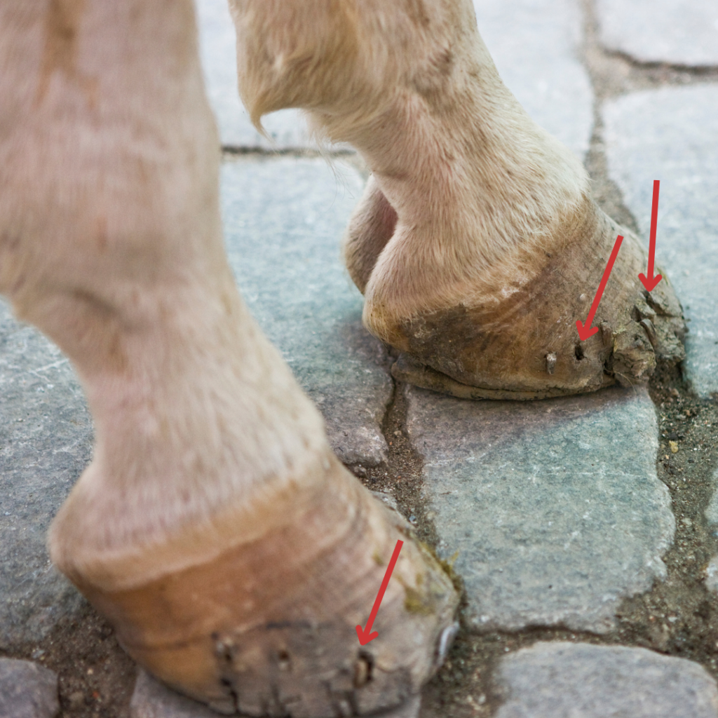 A close up of a horse's hooves that are in poor shape with crumbling hoof walls and holes from nails on a cobblestone street