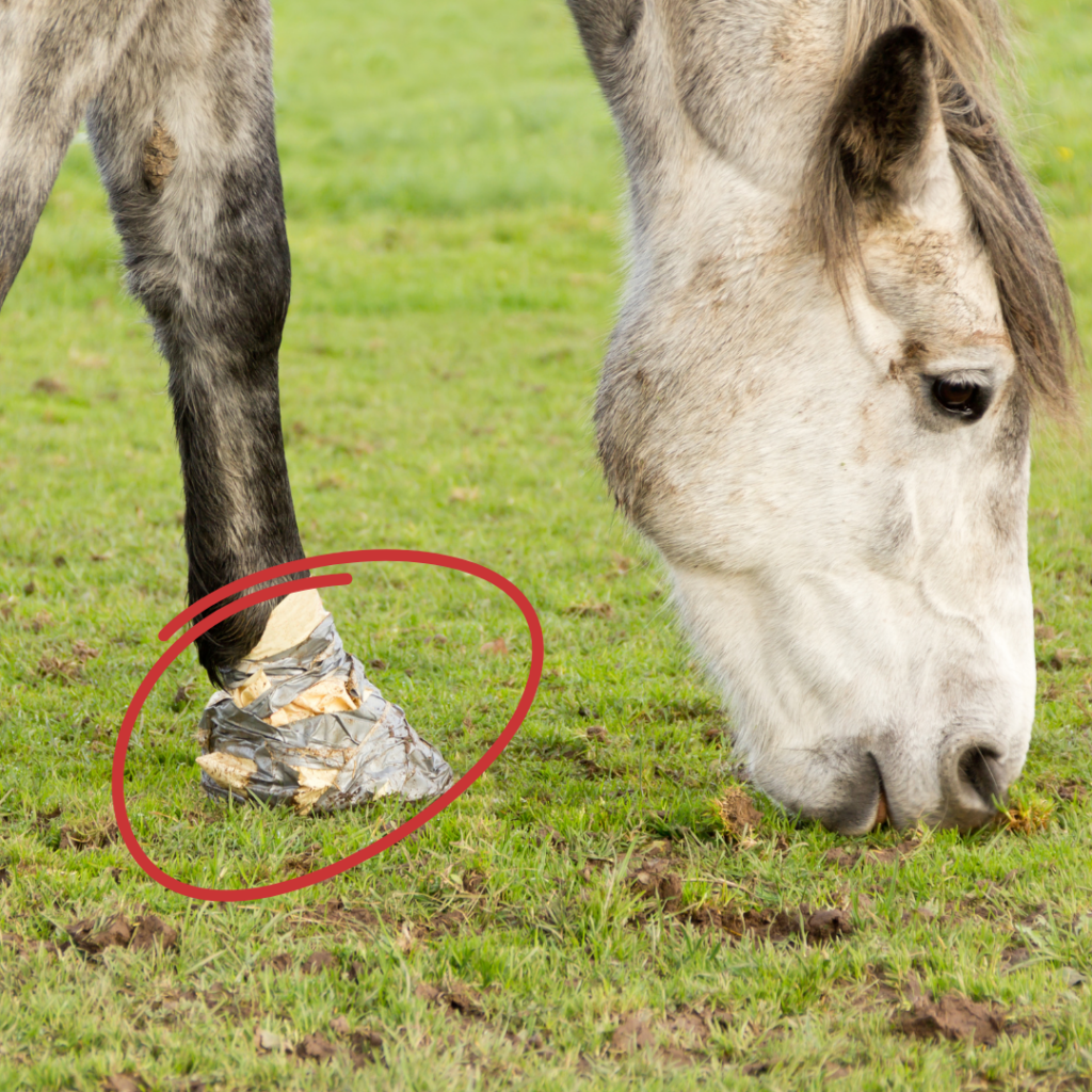 A grey dappled horse wears a makeshift "soaking boot".