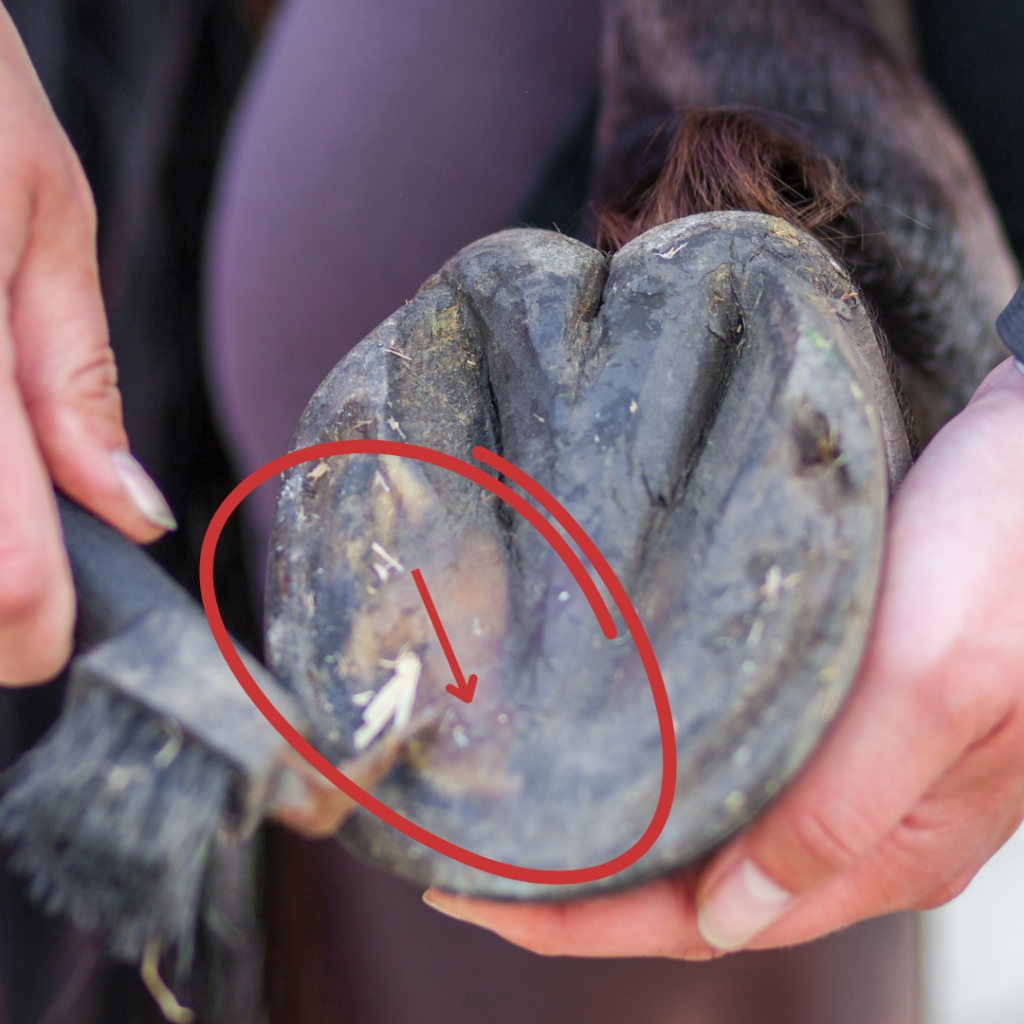 A farrier uses a hoof pick to pare back hoof. There is a pink spot which could indicate a bruise or abscess.