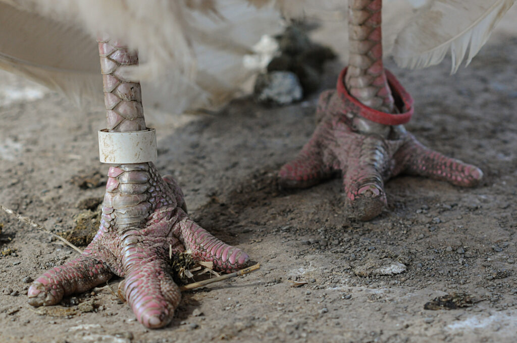 Close up of a turkeys feet showing that their toe tips have been removed through the de-toeing process.