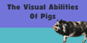 Thre words "The Visual Abilities Of Pigs" is written across a bright blue and teal background. A hairy black and white spotted pig is under the words to the right.
